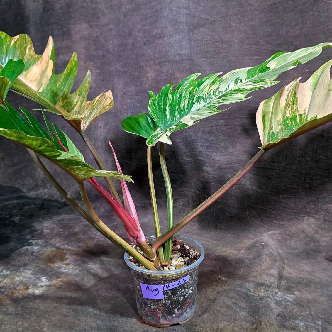 Super Rare Variegated Philodendron Caramel Marble (Aug-14-26-ER)