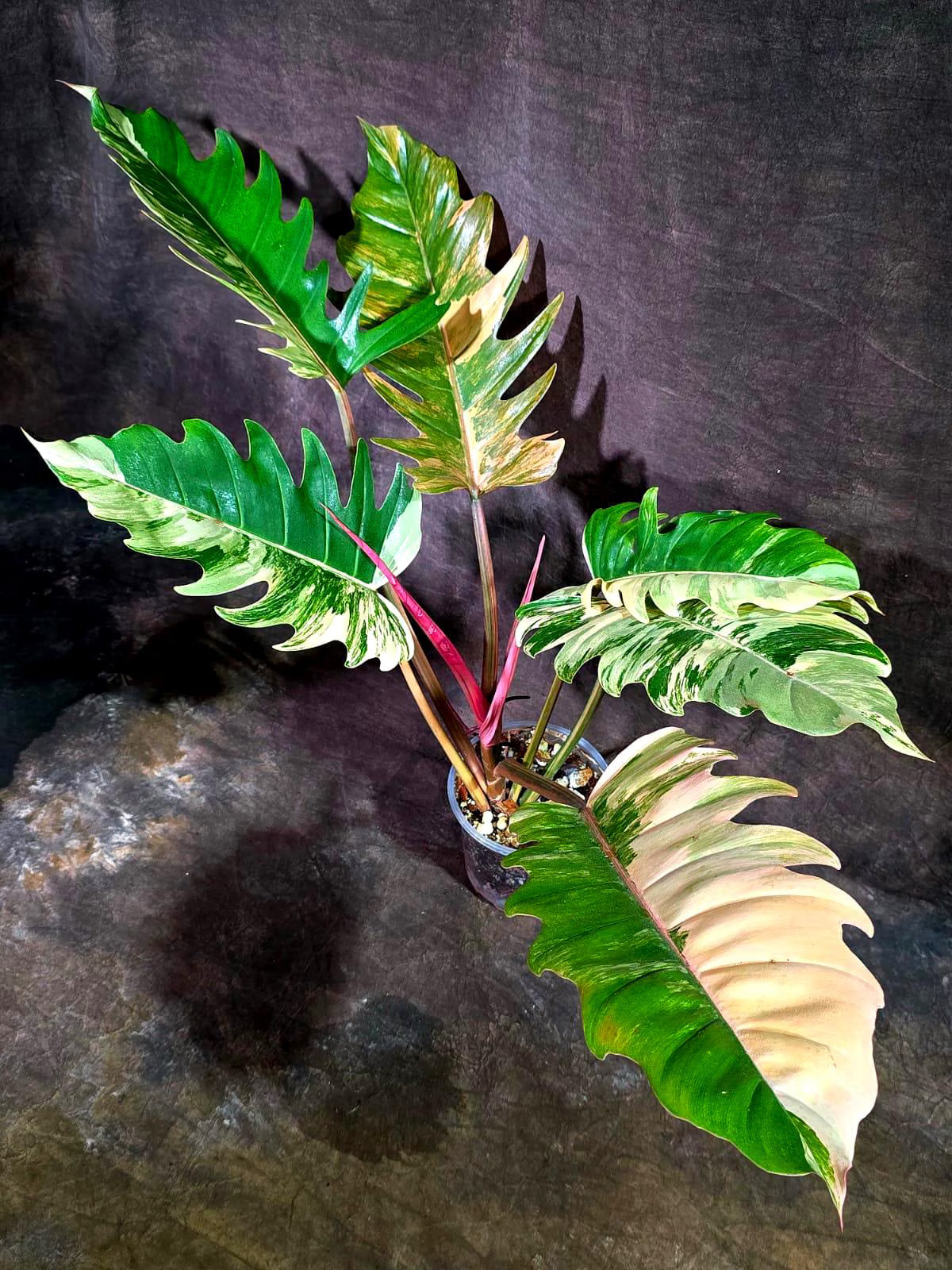 Super Rare Variegated Philodendron Caramel Marble (Aug-14-26-ER)