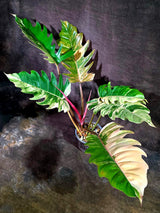 Super Rare Variegated Philodendron Caramel Marble (Aug-14-26-ER)
