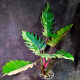 Super Rare Variegated Philodendron Caramel Marble (Aug-14-26-ER)