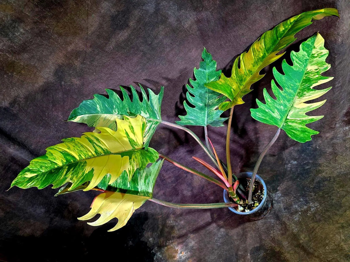 Super Rare Variegated Philodendron Caramel Marble (Aug-14-27-ER)