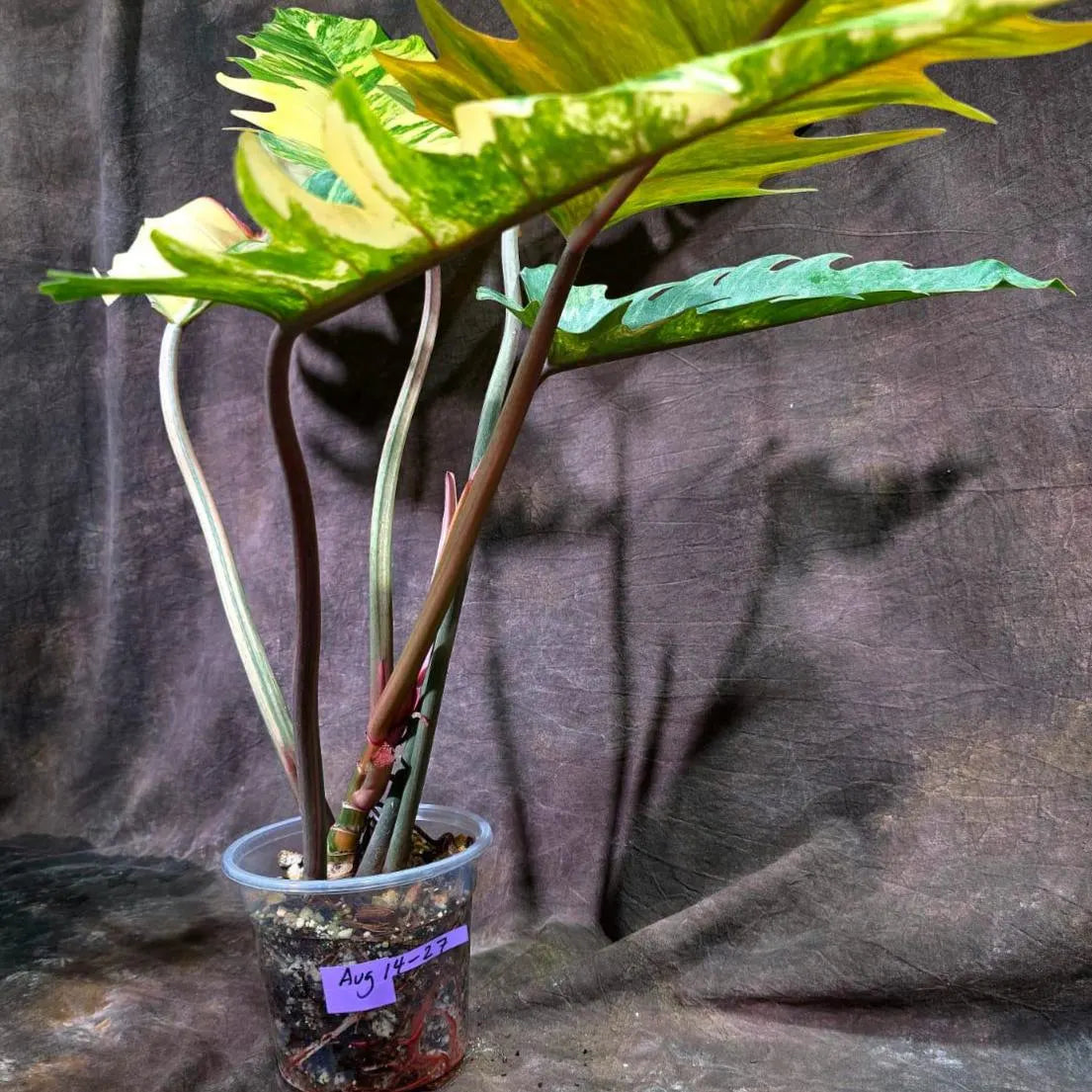 Super Rare Variegated Philodendron Caramel Marble (Aug-14-27-ER)