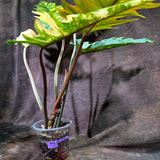 Super Rare Variegated Philodendron Caramel Marble (Aug-14-27-ER)