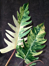 Super Rare Variegated Philodendron Caramel Marble (Aug-14-28-ER)