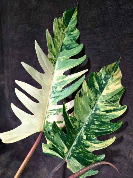 Super Rare Variegated Philodendron Caramel Marble (Aug-14-28-ER)