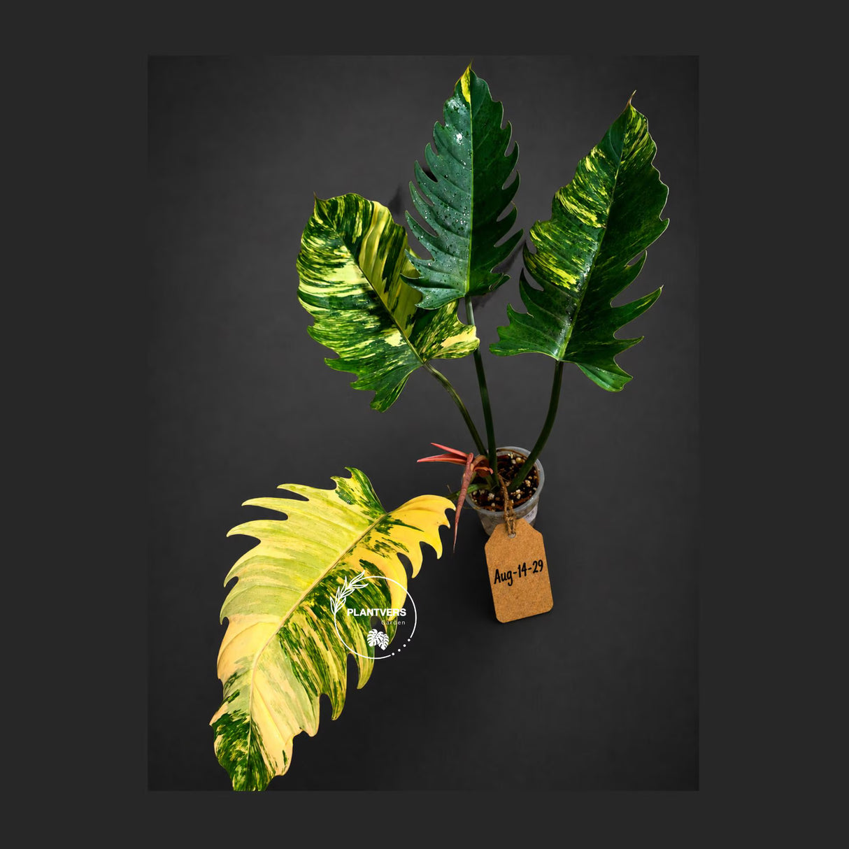 Super Rare Variegated Philodendron Caramel Marble (Aug-14-29-ER)
