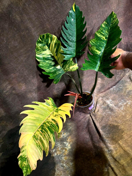 Super Rare Variegated Philodendron Caramel Marble (Aug-14-29-ER)