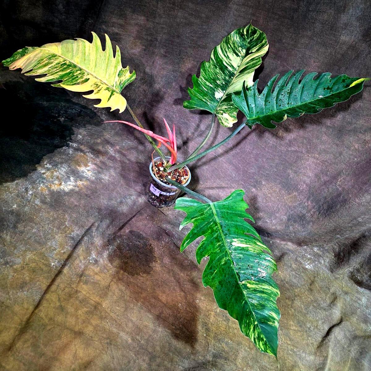 Super Rare Variegated Philodendron Caramel Marble (Aug-14-29-ER)