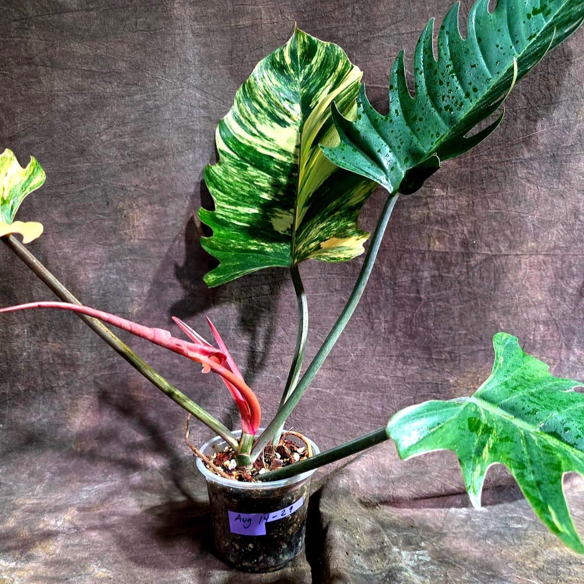 Super Rare Variegated Philodendron Caramel Marble (Aug-14-29-ER)