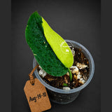 Scindapsus Jade Satin Variegated - Yellow Variegation (Aug-14-10)