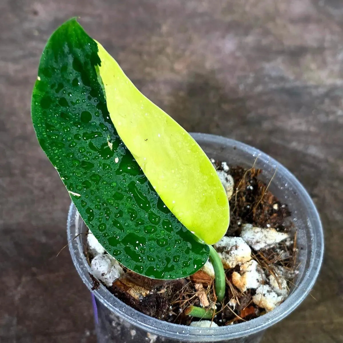 Scindapsus Jade Satin Variegated - Yellow Variegation (Aug-14-10)