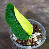 Scindapsus Jade Satin Variegated - Yellow Variegation (Aug-14-10)