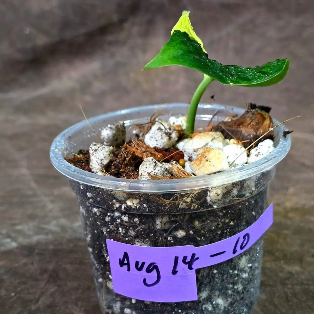Scindapsus Jade Satin Variegated - Yellow Variegation (Aug-14-10)