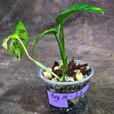 Variegated Monstera Adansonii Albo - (Aug-14-23)