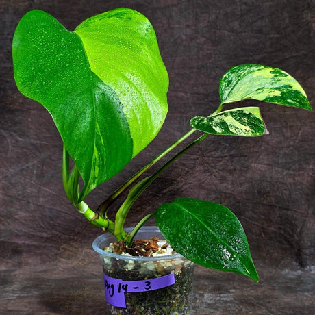 Monstera Borsigiana Aurea Variegated (Aug-14-3)