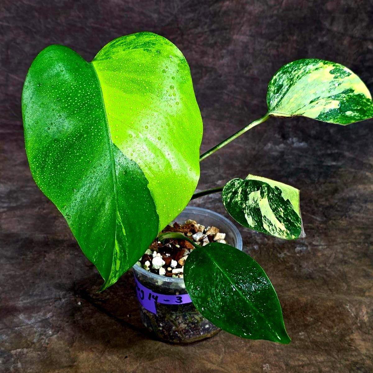 Monstera Borsigiana Aurea Variegated (Aug-14-3)