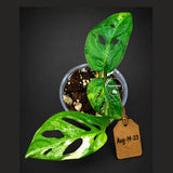 Variegated Monstera Adansonii Albo - (Aug-14-23)
