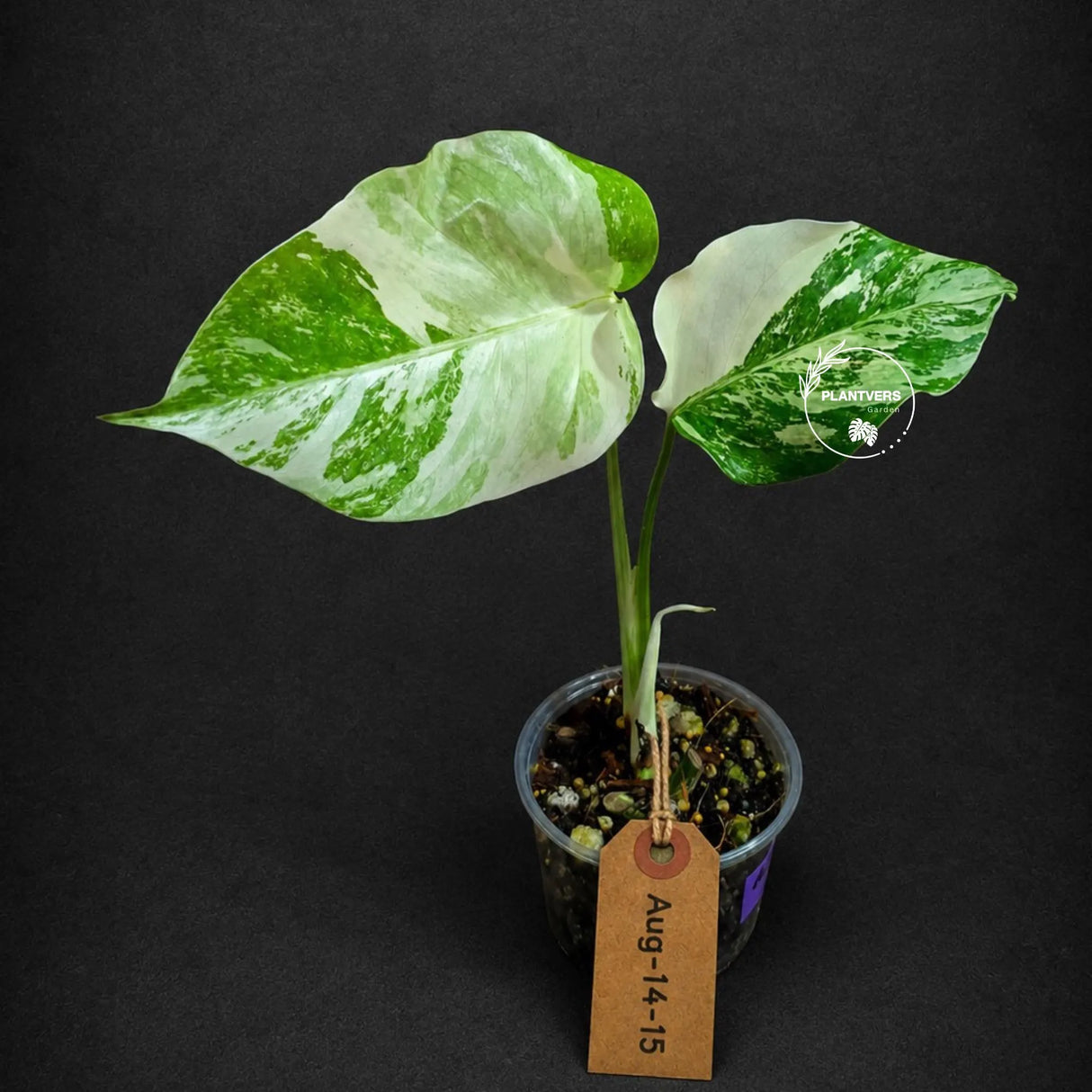 Variegated Monstera Albo - White Albo Borsigiana (Aug-14-15)