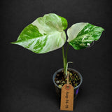 Variegated Monstera Albo - White Albo Borsigiana (Aug-14-15)