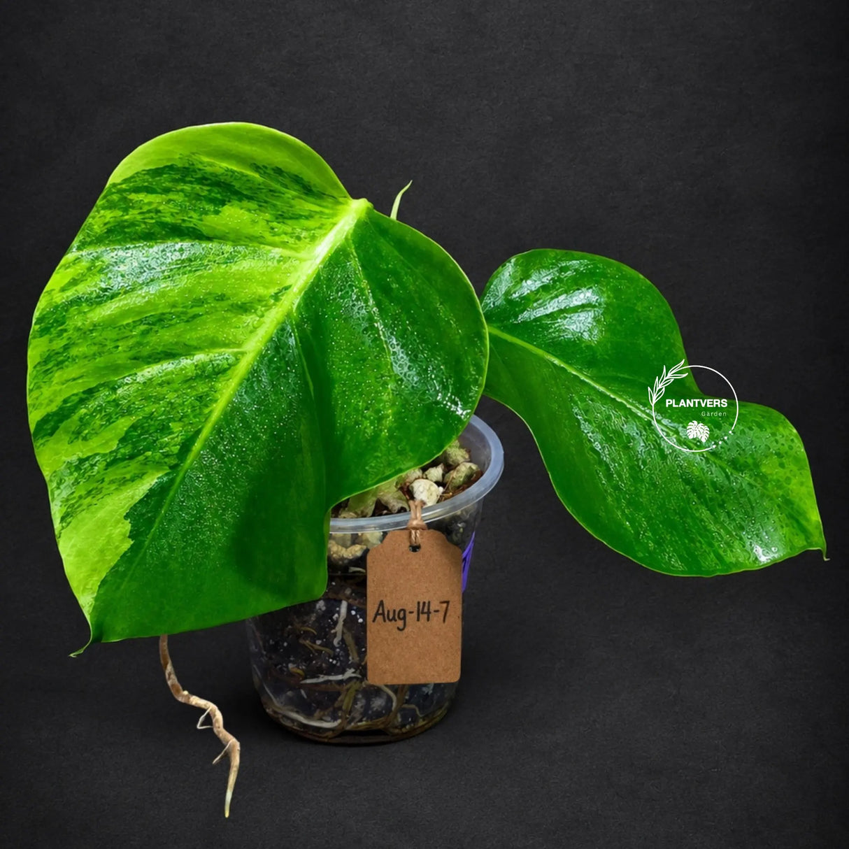 Monstera Borsigiana Aurea Variegated (Aug-14-7)