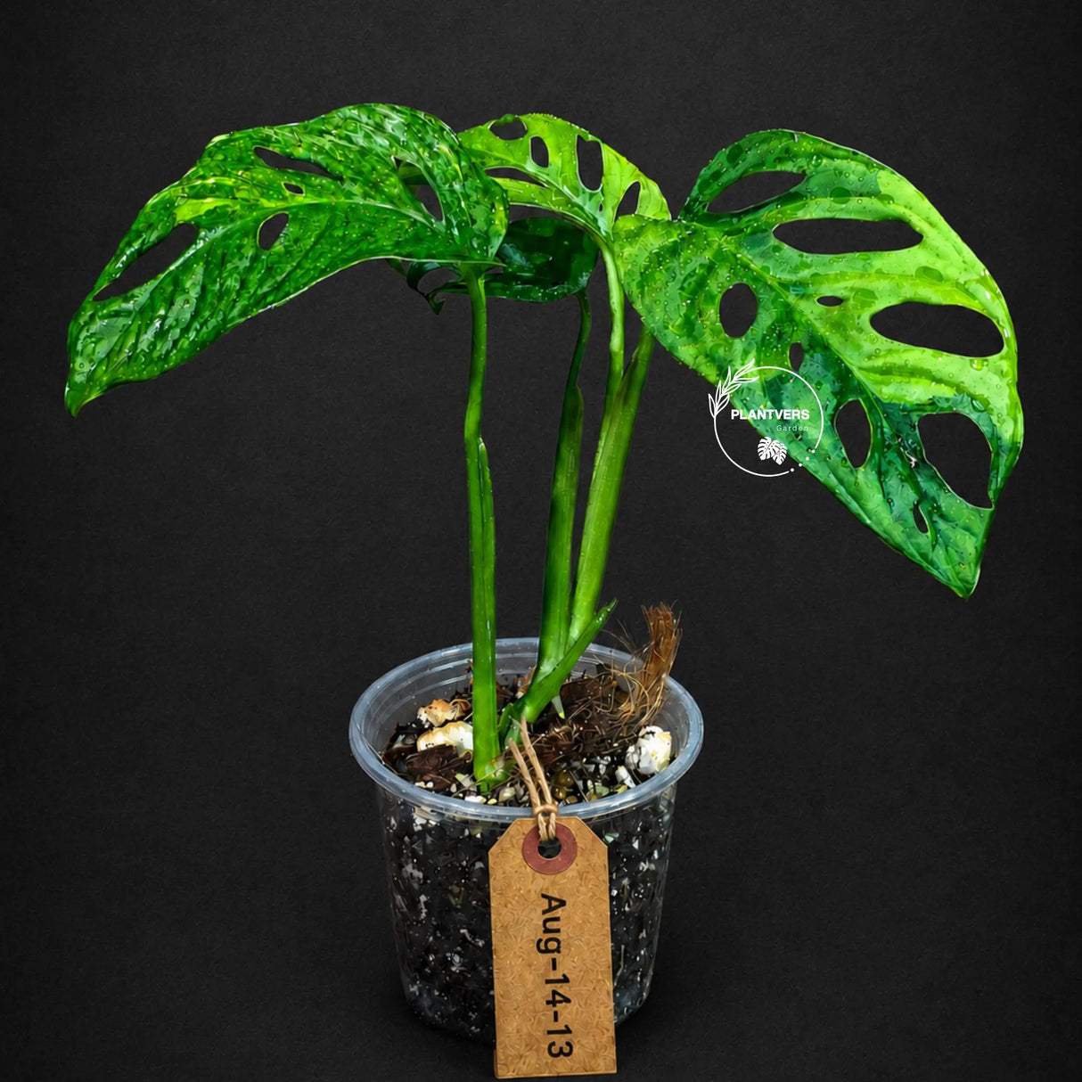 Monstera Adansonii Aurea Variegated - Swiss Cheese Premium (Aug-14-13)
