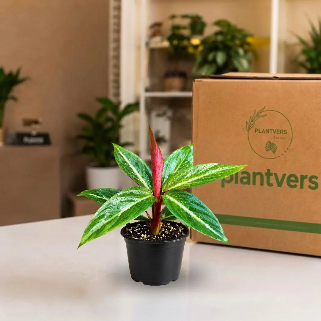Stromanthe Triostar Live Plant in 4" Nursery Pot - Triostar Prayer Plant - Variegated Tropical Houseplant - Pink White Green Indoor