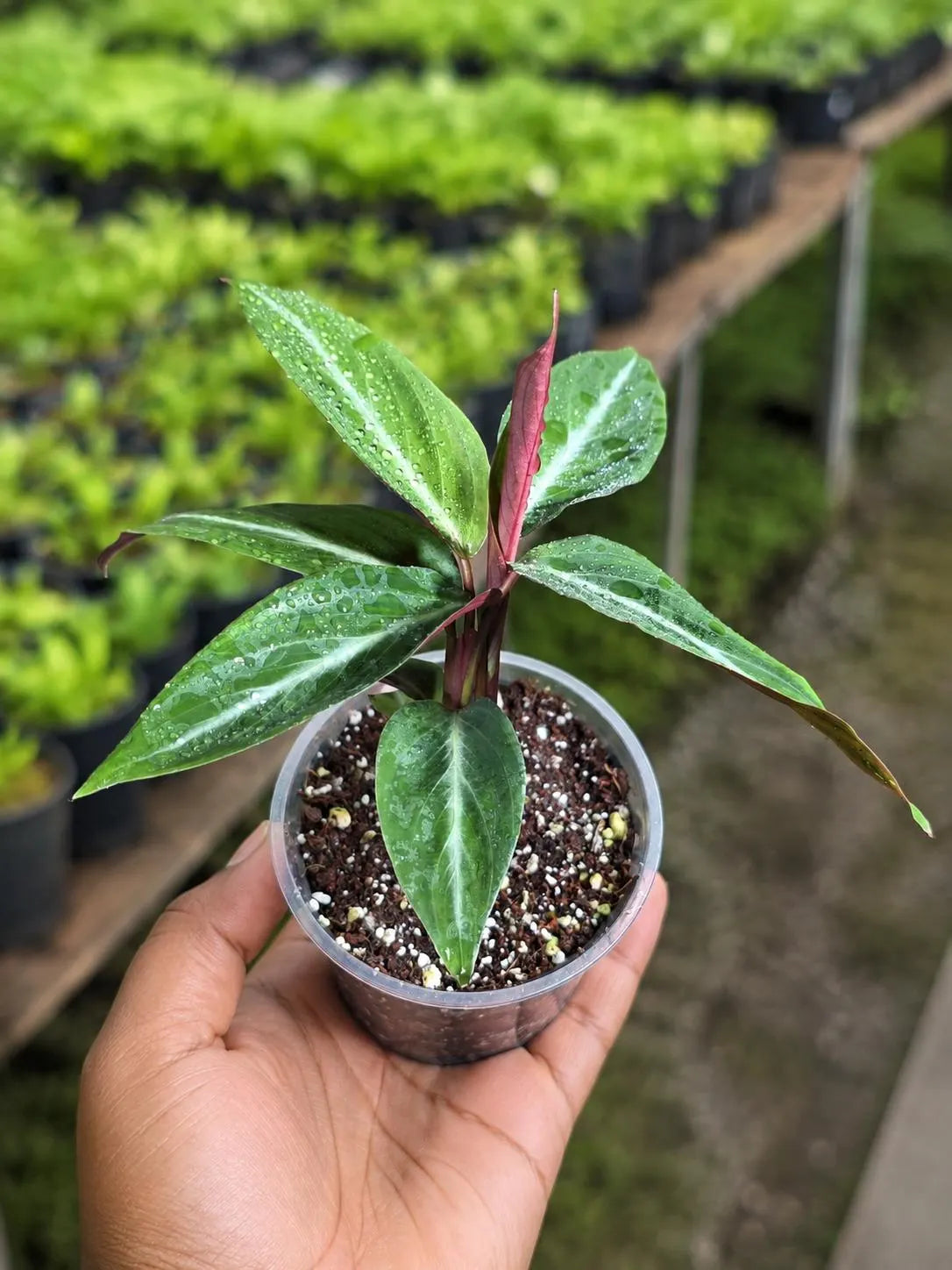 Stromanthe Triostar Live Plant in 4" Nursery Pot - Triostar Prayer Plant - Variegated Tropical Houseplant - Pink White Green Indoor
