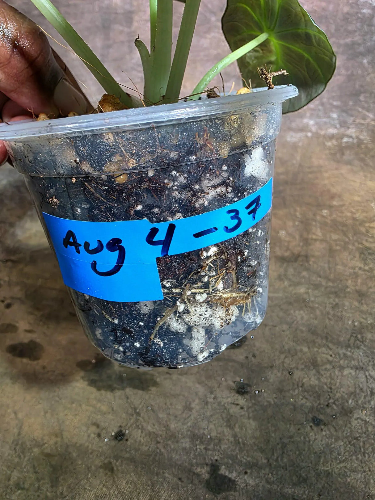 Alocasia Reginula Black Velvet Pink Variegated -(Aug-4-37-ER)