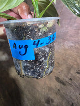 Variegated Philodendron Melanochrysum Live Plant (Aug-4-36-ER)