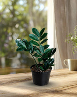 Raven ZZ Plant in 6" Nursery Pot - Indoor Live Houseplant - Zamioculcas Zamiifolia Raven Plant - Rare Indoor Plant - ZZ Plant