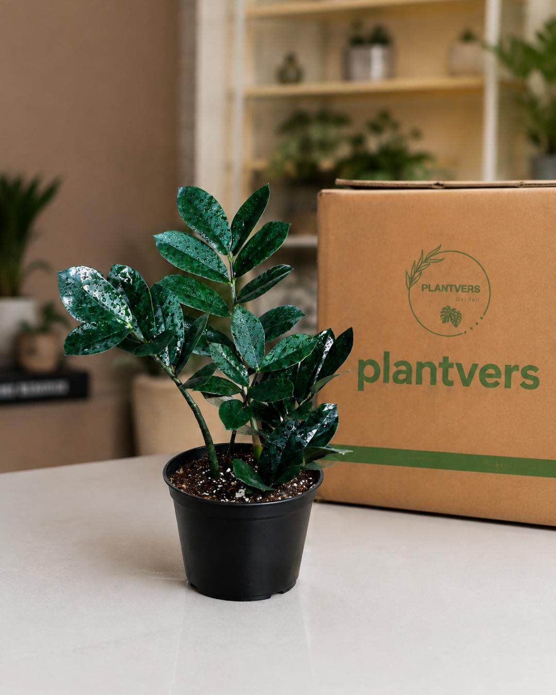 Raven ZZ Plant in 6" Nursery Pot - Indoor Live Houseplant - Zamioculcas Zamiifolia Raven Plant - Rare Indoor Plant - ZZ Plant
