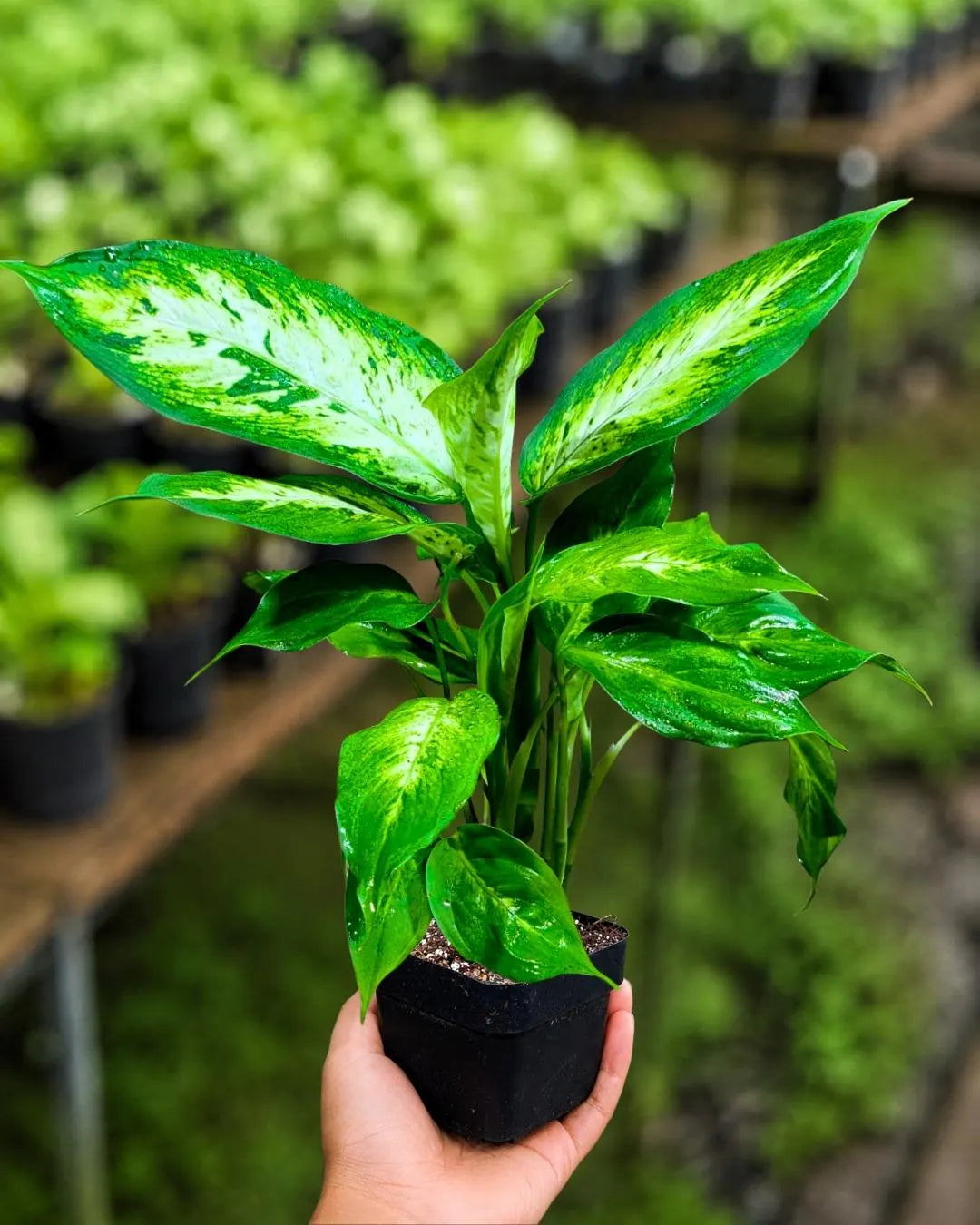 Dieffenbachia Plant in 3” Nursery Pot - Dumb Cane Plant - Easy Care Houseplant - Low Light Indoor Plant - Gift Houseplant