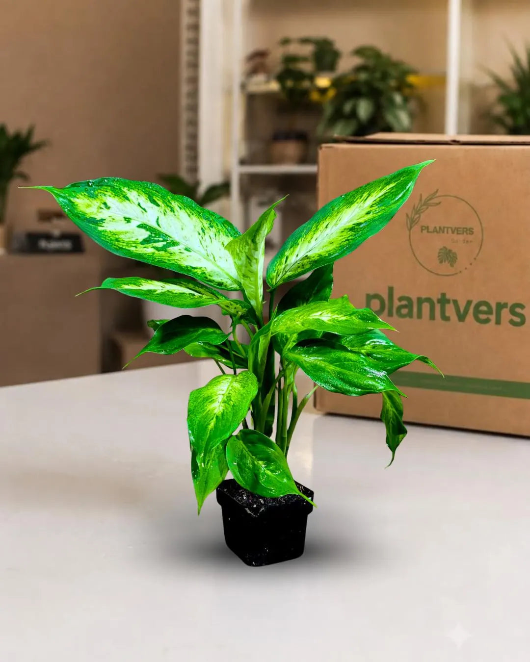 Dieffenbachia Plant in 3” Nursery Pot - Dumb Cane Plant - Easy Care Houseplant - Low Light Indoor Plant - Gift Houseplant