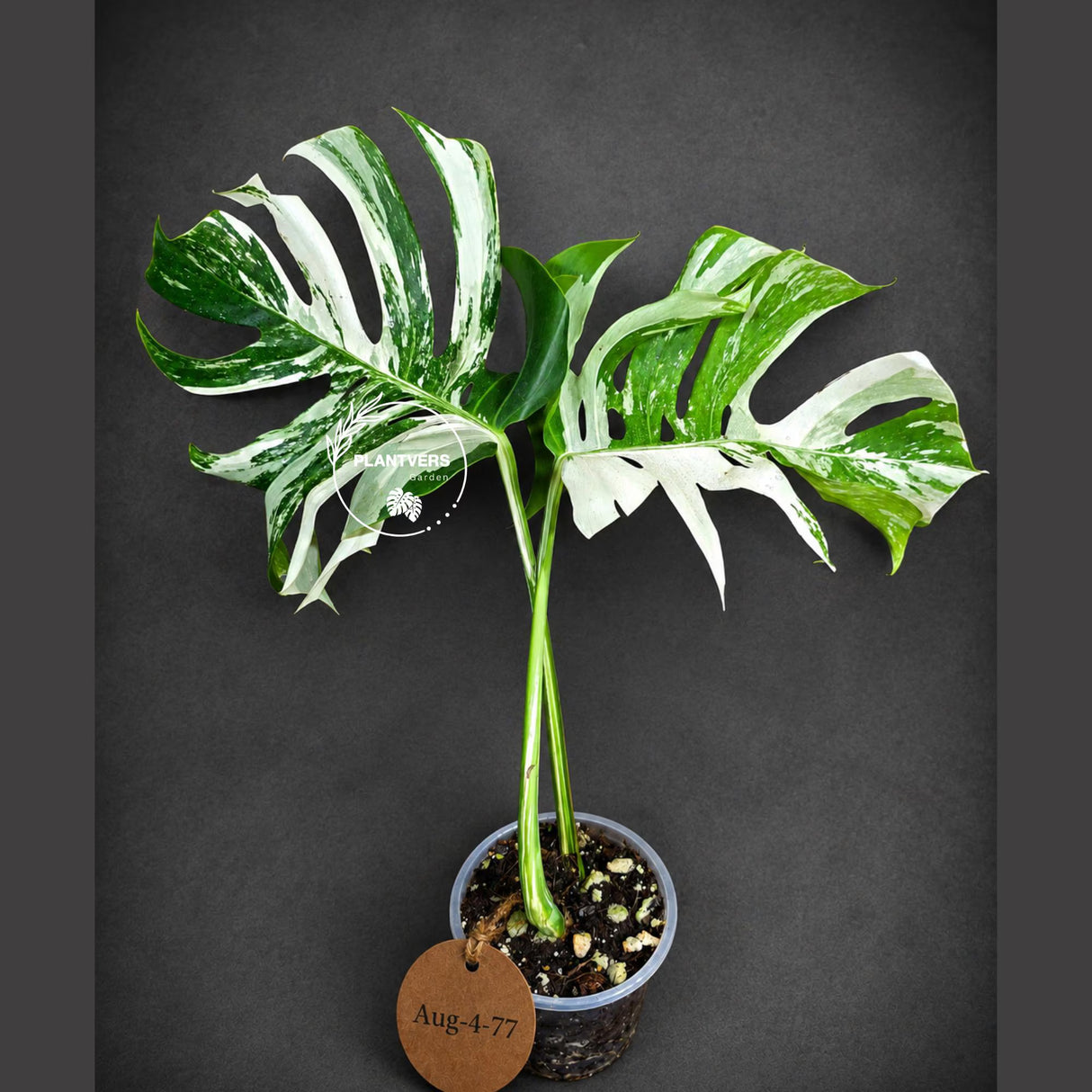 Variegated Monstera Albo - White Albo Borsigiana - Rare Collector Plant - (Aug-4-77)