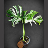 Variegated Monstera Albo - White Albo Borsigiana - Rare Collector Plant - (Aug-4-77)