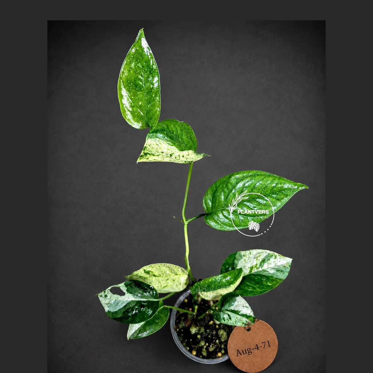 Epipremnum Pinnatum Albo Variegated - Climbing Aroid - (Aug-4-71)