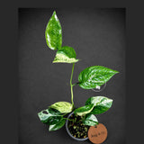 Epipremnum Pinnatum Albo Variegated - Climbing Aroid - (Aug-4-71)