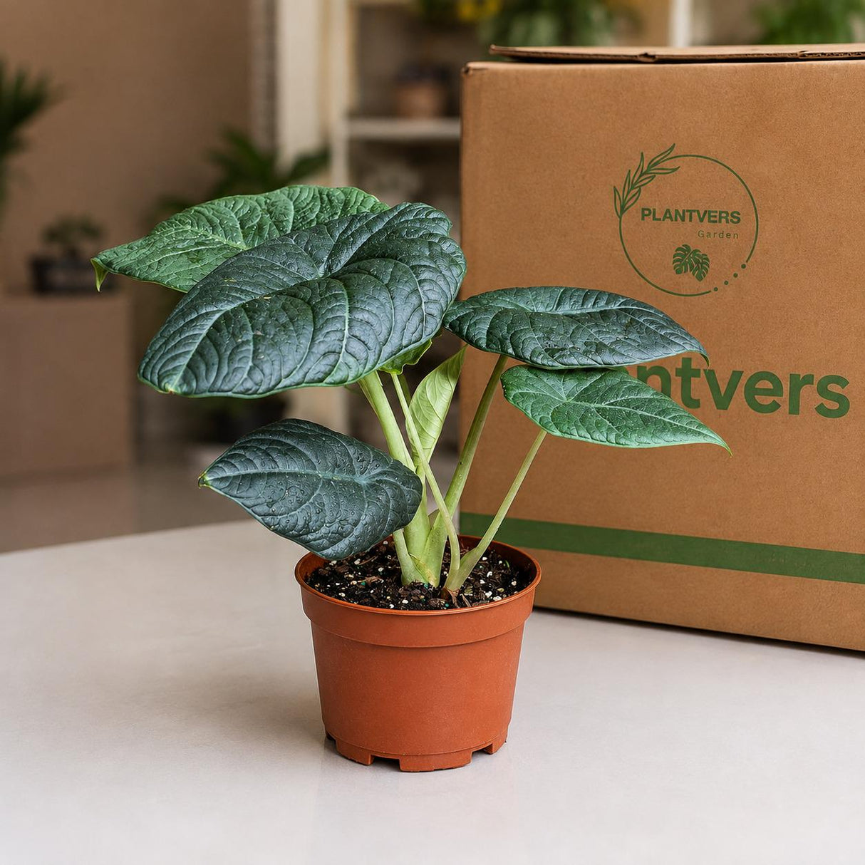 Alocasia Maharani Grey Dragon in 6" Nursery Pot - Jewel Alocasia - Rare Houseplant - Tropical Aroid - Collector Plant