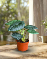 Alocasia Maharani Grey Dragon in 6" Nursery Pot - Jewel Alocasia - Rare Houseplant - Tropical Aroid - Collector Plant