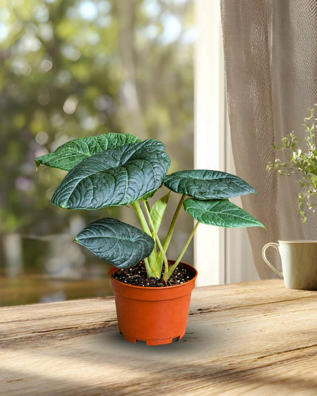 Alocasia Maharani Grey Dragon in 6" Nursery Pot - Jewel Alocasia - Rare Houseplant - Tropical Aroid - Collector Plant