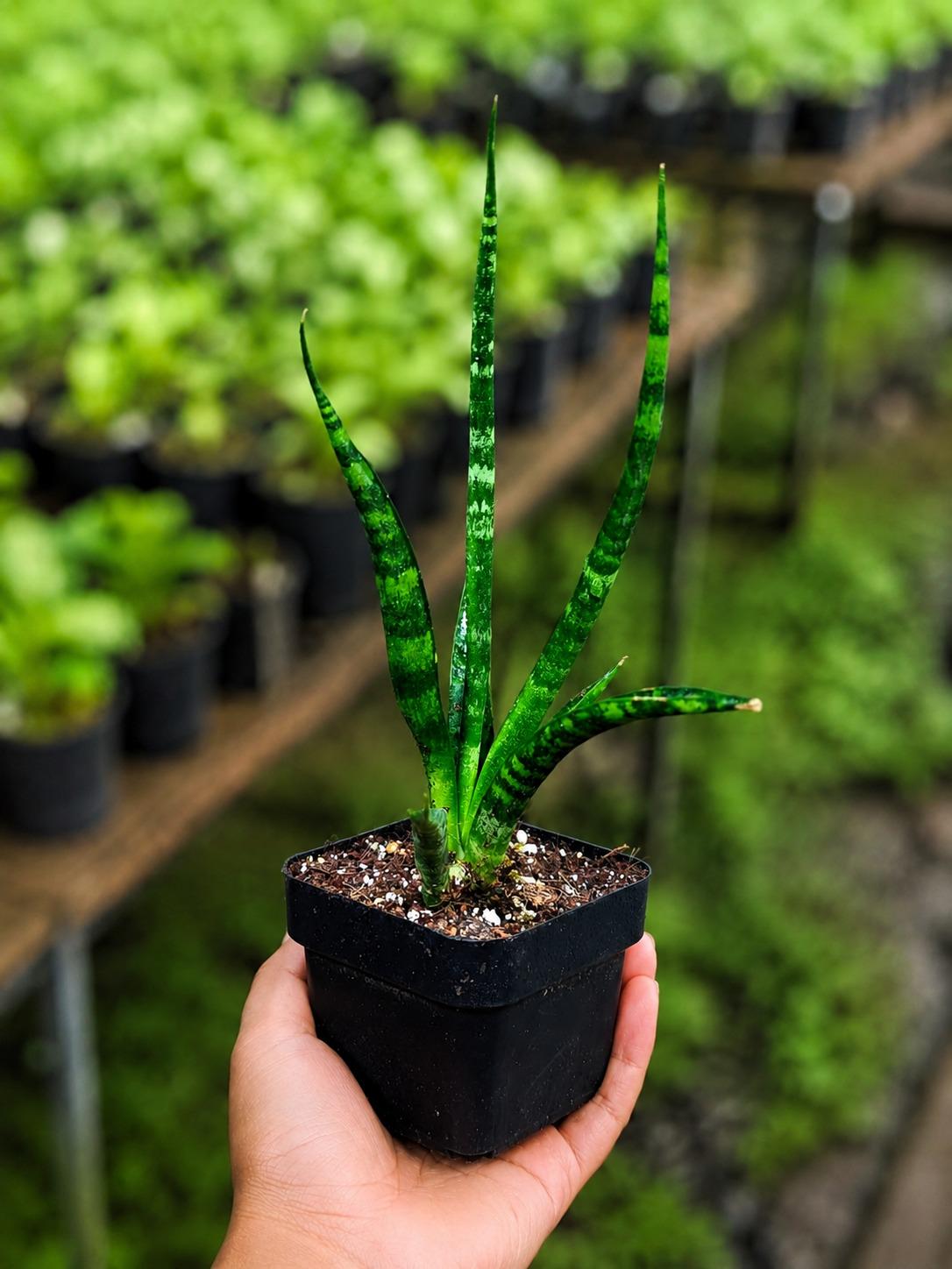 Fernwood Mikado Plant in 3" Nursery Pot - Snake Plant - Sansevieria Fernwood - Low Light Plant - Office Plant