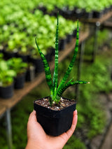 Fernwood Mikado Plant in 3" Nursery Pot - Snake Plant - Sansevieria Fernwood - Low Light Plant - Office Plant