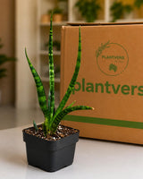 Fernwood Mikado Plant in 3" Nursery Pot - Snake Plant - Sansevieria Fernwood - Low Light Plant - Office Plant