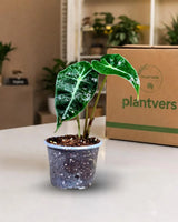 Alocasia Polly Starter Plant in 3" Nursery Pot - Tropical Indoor Houseplant - Elephant Ear Live Plant