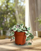 Variegated String of Hearts in 2" Nursery Pot - Beautiful Indoor Succulent with Heart-Shaped Leaves - Low Light Vining Plant