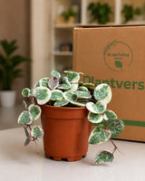 Variegated String of Hearts in 2" Nursery Pot - Beautiful Indoor Succulent with Heart-Shaped Leaves - Low Light Vining Plant
