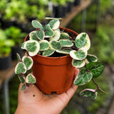 Variegated String of Hearts in 2" Nursery Pot - Beautiful Indoor Succulent with Heart-Shaped Leaves - Low Light Vining Plant