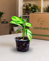 Golden Mosaic Plant Live in 3" Pot - Gold Variegated Tropical Houseplant - Rare Indoor Plant - Colorful Foliage Plant - Plant Lover Gift