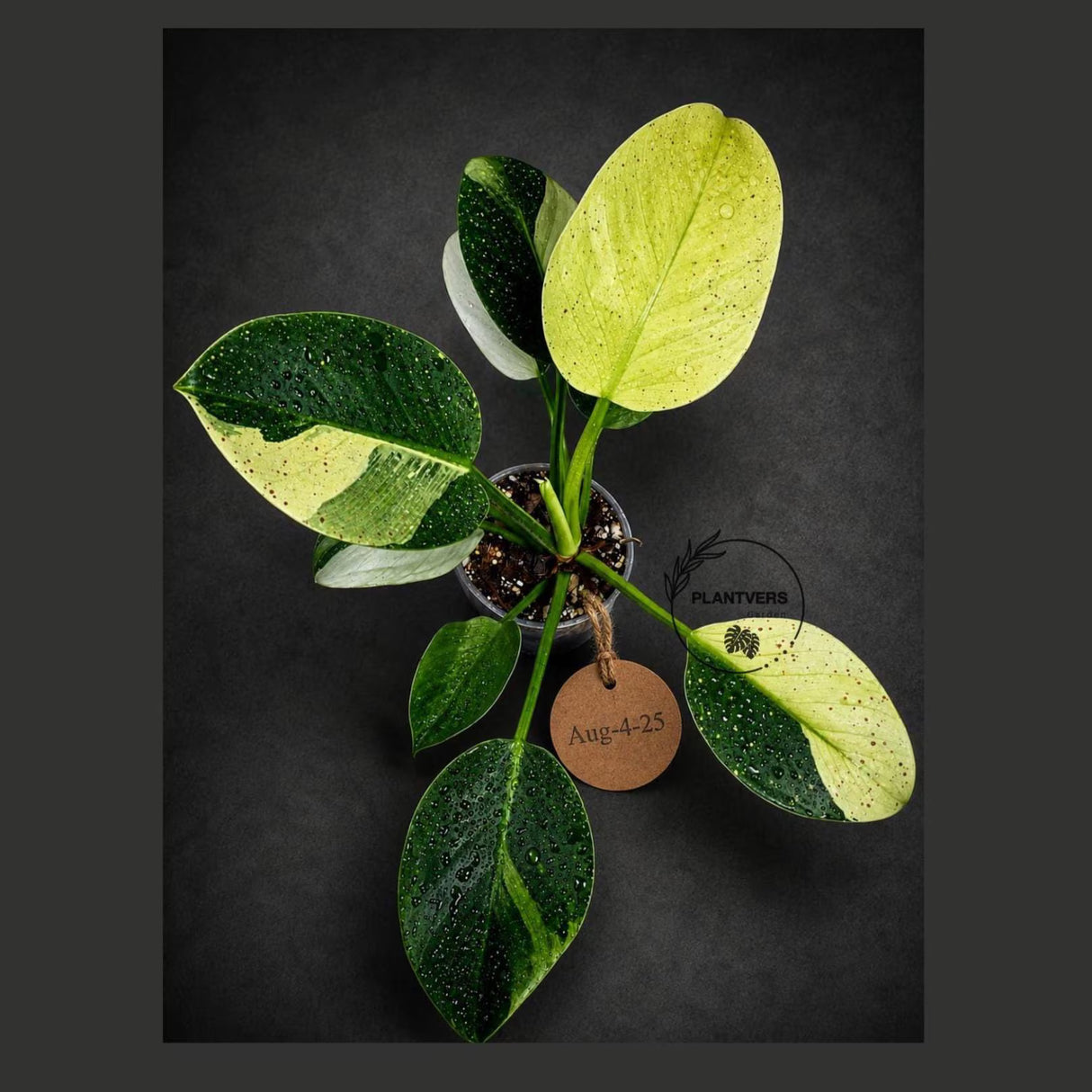 Variegated Philodendron Birkin Aurea – (Aug-4-25-ER)