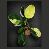 Variegated Philodendron Birkin Aurea – (Aug-4-25-ER)
